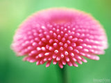 background of pink bellis daisy