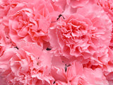 carnations of pink for mom's day
