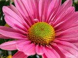 pink daisy close up view