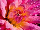 close up of pink dahlia after the rain