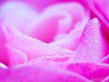 closeup of a pink rose with dew drop background