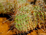 closeup of prickly cactus