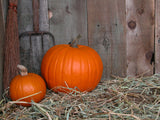 outbuilding with pumkins