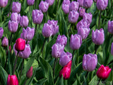 spring backgrounds of purple tulips