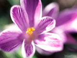 closeup of purple flower in blossom