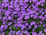 a background of purple thyme