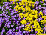 purple and yellow backdrop of flower bed