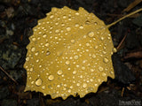 raindrops on yellow fall leave background
