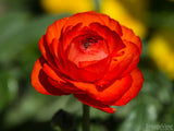 Single Red bloom flower