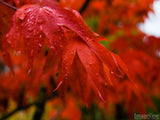 red Japanese maple leaves in fall reds
