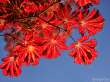 red leaves in blue sky fall background