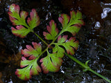 leaf on rock with red tips