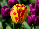 red yellow tulip with purple tulip background