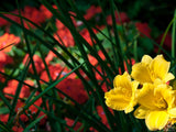 red and yellow garden flowers