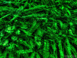 repetition of green ferns