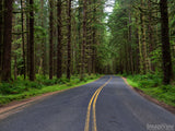 road through the summer forest background