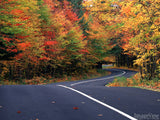red green and orange trees on road to autumn