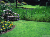 rustic bench in background of green grass and spring flowers
