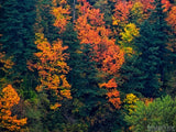 fall seasons of change color trees in forest background