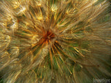 dandelion seed pod closeup