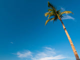 a single palm tree on a blue sky