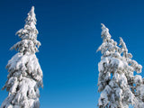 snow trees blue sky winter backgrounds