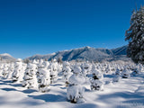 snowy evergreen trees in field