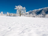 lone tree in snowy field