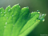 sparkling dew drops on a green background leaf