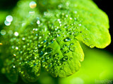 sparkling water closeup of leaf