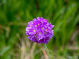 spring purple ball flower with green background