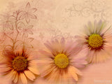 abstract spring daisy background