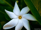 star shaped white flower