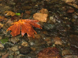 background stream of water with fall maple leaf