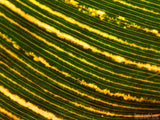 closeup of a striped leaf pattern