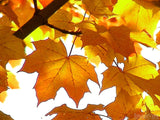 fall sugar maple tree leaves in the sunrise