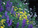 background of yellow and purple summer flowers on slope