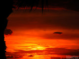 bright red sunset silhouette of palm tree
