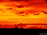 sunset silhouette 