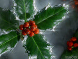 christmas carols the holly and the ivy background