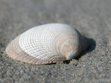 perfect seashell on a sandy background