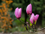 pink tulip tree in spring time background