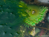 bright greens of the ocean in a tide pool