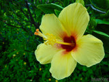 hawaii tropical hibiscus