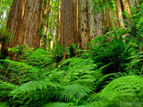 redwood tree trunks and a base of ferns