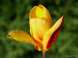 a single rain dripped yellow tulip