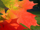 maple leaves turning colors