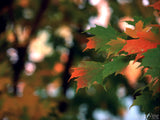 maple leaves turning red in fall