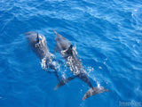 deep blue sea with twin dolphins 
