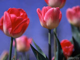 two tone spring tulips